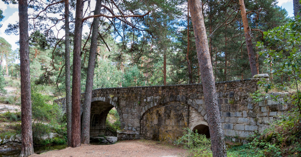 Imagen de un puente en un bosque.
